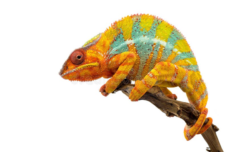 Camaleón azul amarillo de la pantera del lagarto aislado en el fondo blanco imagen de archivo libre de regalías Camaleón azul amarillo de la pantera del lagarto aislado en el fondo blanco imagen de archivo libre de regalías