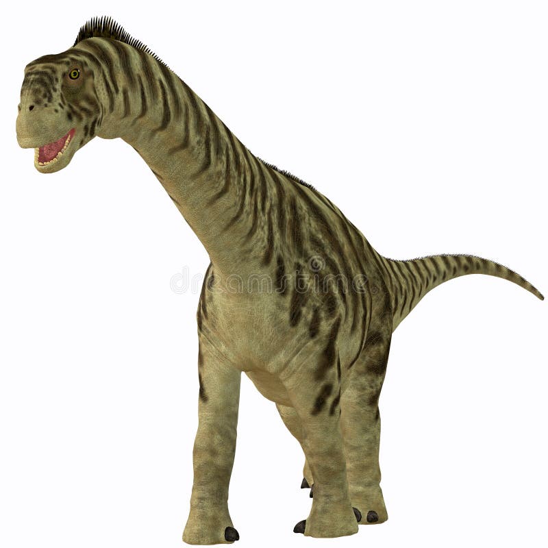 Camarasaurus Juvenile on White