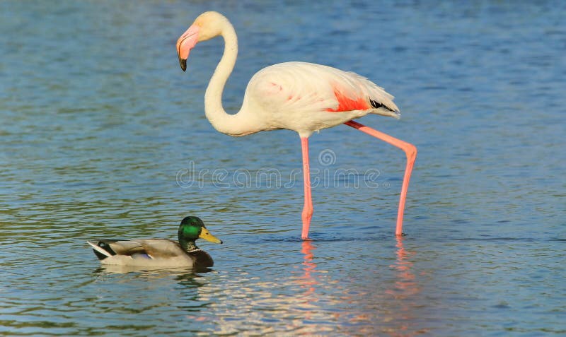 Camargue flamingo and duck