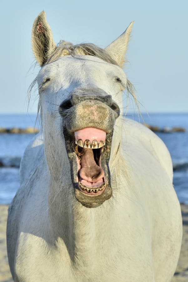 Camargue horse yawning, looking like he is laughing.