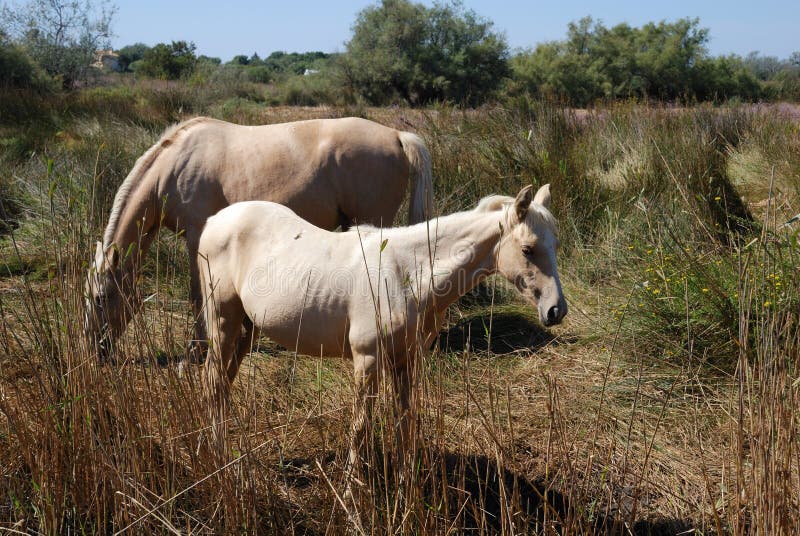 Camargue Pferde stockfotos Camargue Pferde stockfotos