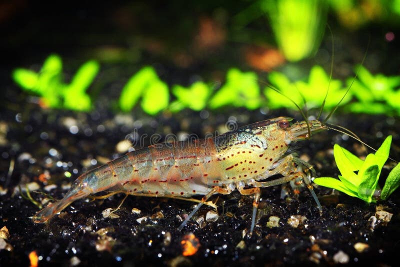 Camarón de agua dulce imagen de archivo. Imagen de monstruo 2329277