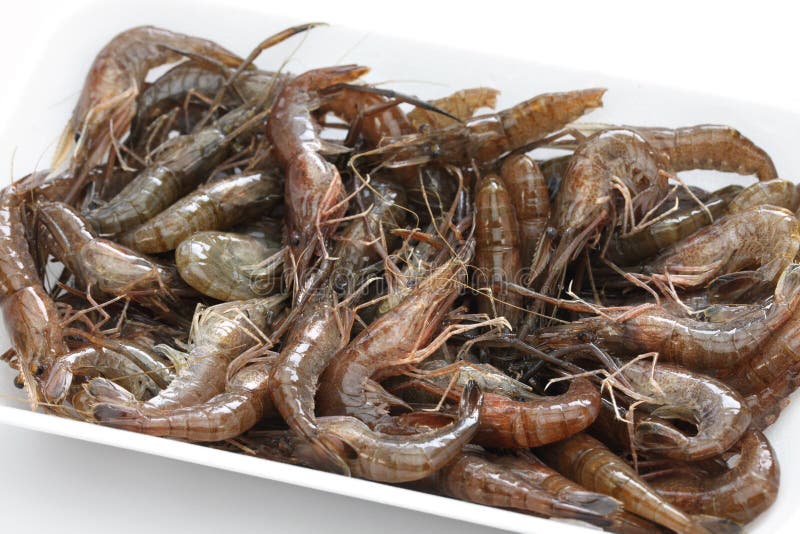 Camarón de agua dulce foto de archivo. Imagen de gambas 11539368