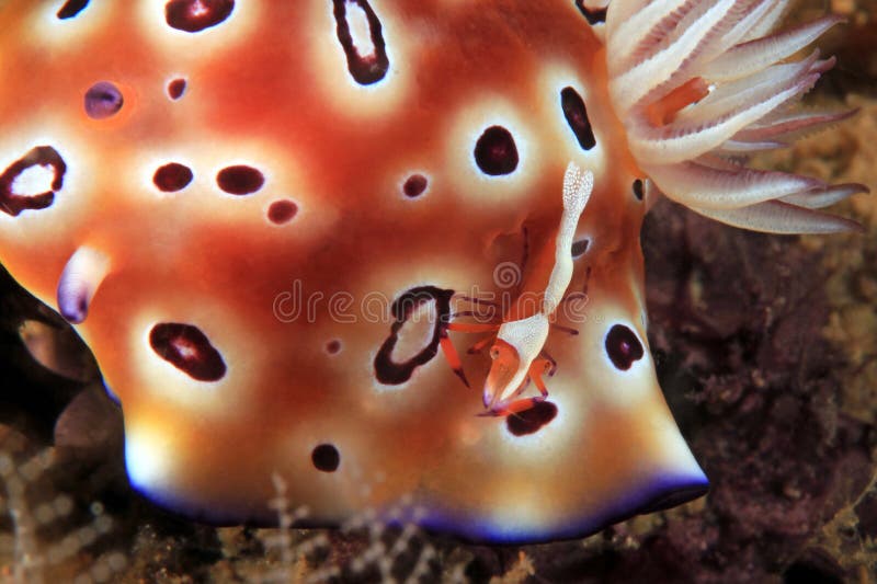 Camarón del emperador en Nudibranch foto de archivo libre de regalías Camarón del emperador en Nudibranch foto de archivo libre de regalías