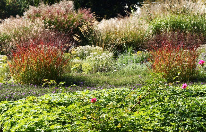 Camas do jardim com perennials e gramas decorativas