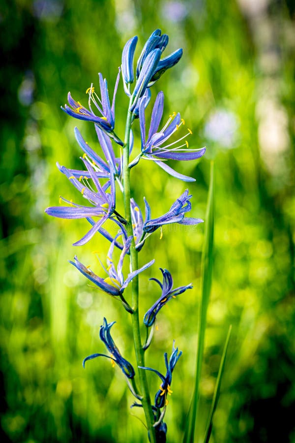 55,654 Blue Lily Stock Photos - Free & Royalty-Free Stock Photos from  Dreamstime