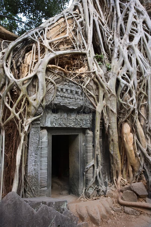 Cambodia - Ta Prohm Temple ruins in Angkor Wat stock image Cambodia - Ta Prohm Temple ruins in Angkor Wat stock image