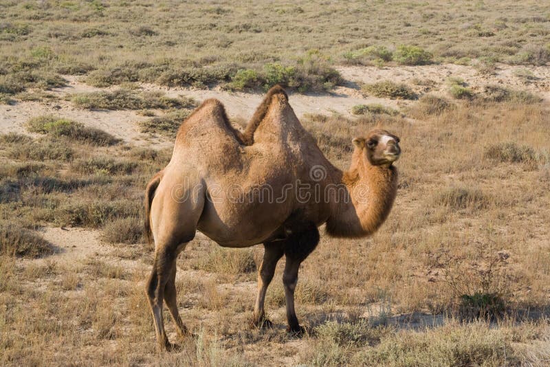 Camel