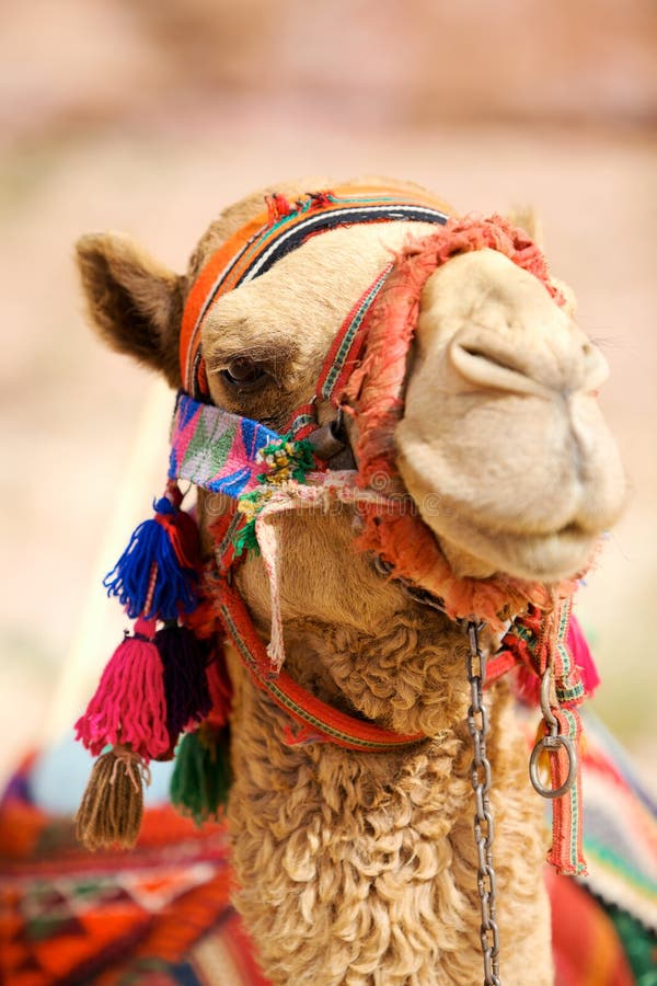 Camel stock photography Camel stock photography