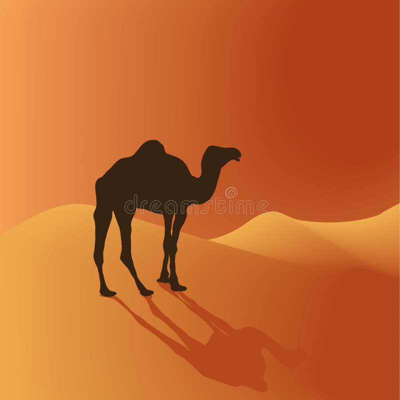 Camel