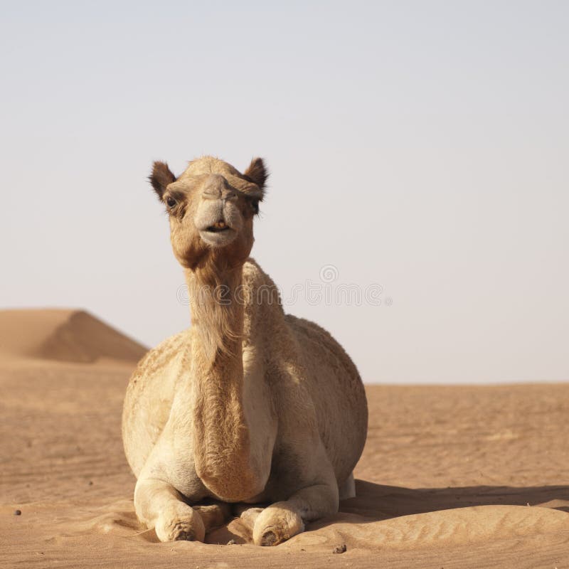 Camel