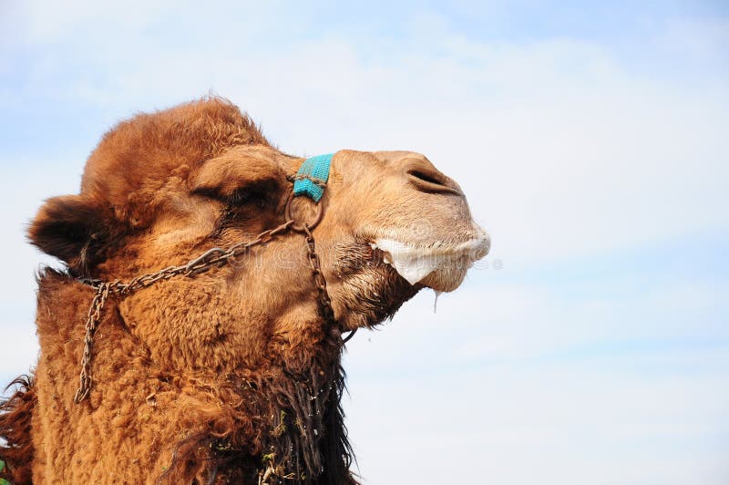 Camel stock photography