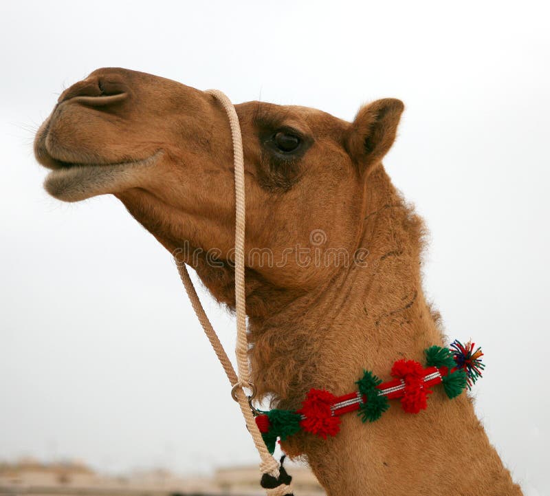 951 Camel Harness Stock Photos - Free & Royalty-Free Stock Photos