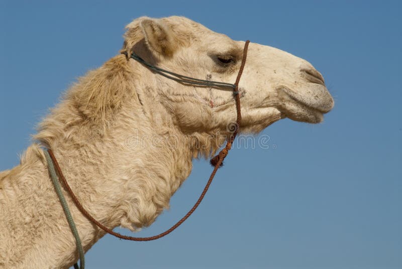 Camel