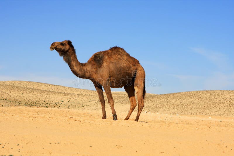 Camel