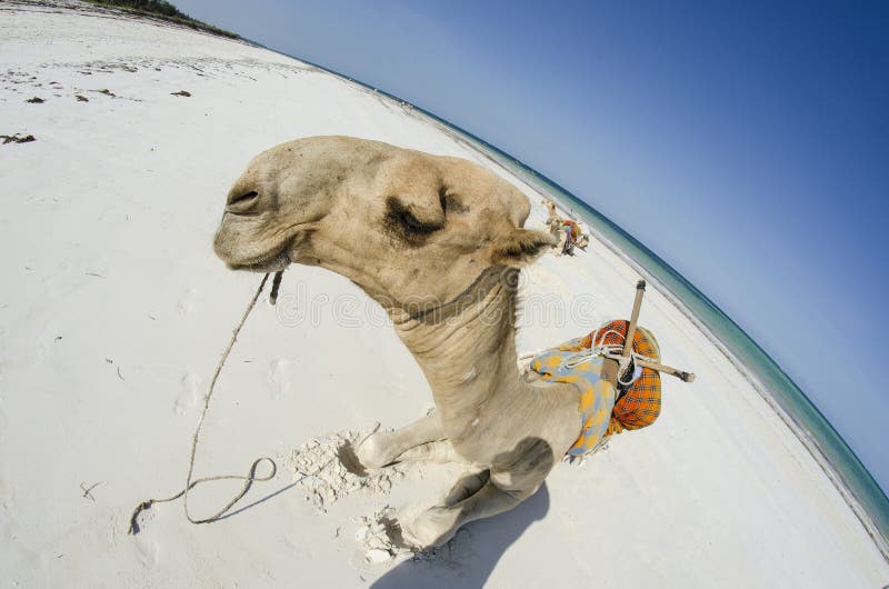 Camel stock image. Image of heat, africa, safari, fisheye 24636567