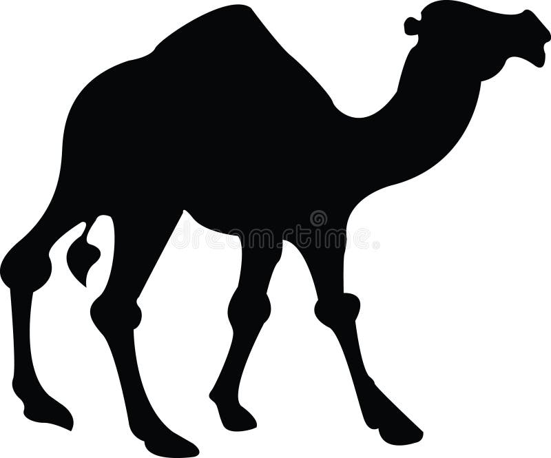 Camel