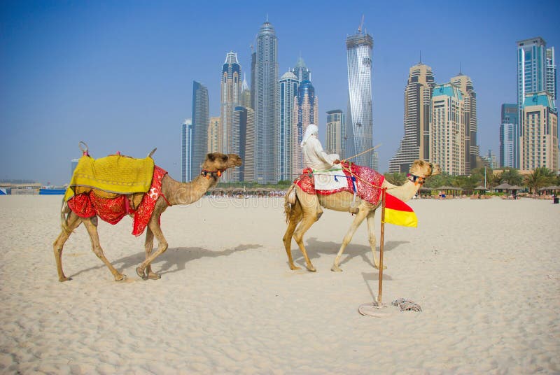 Camel on Beach in Dubai