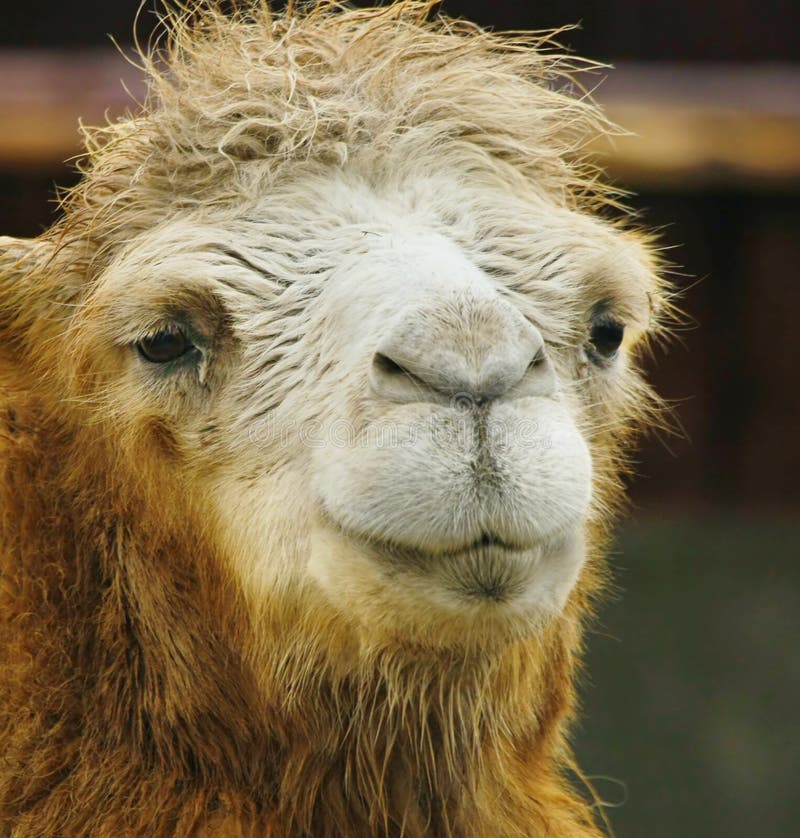 Camel Stock Photo - Image: 62799659