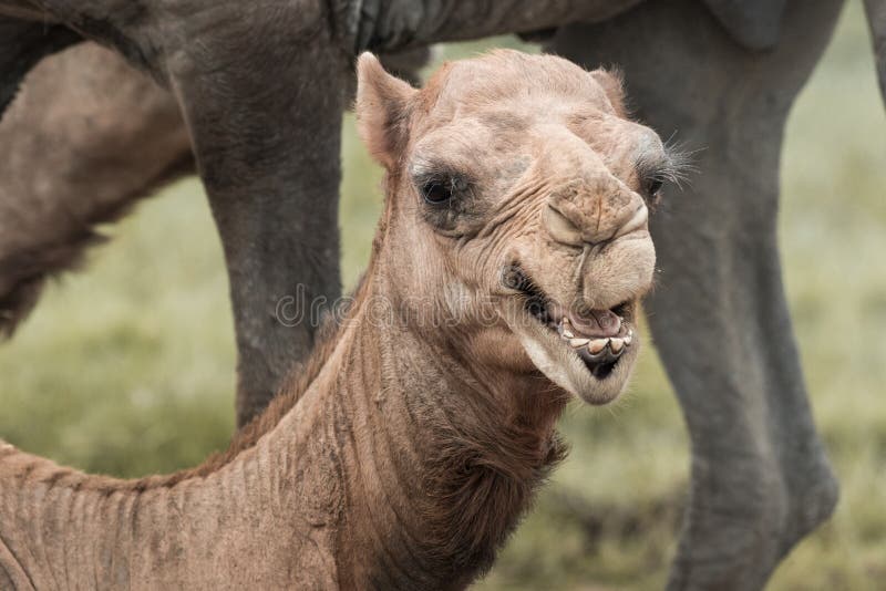 Cabeça de camelo imagens de stock
