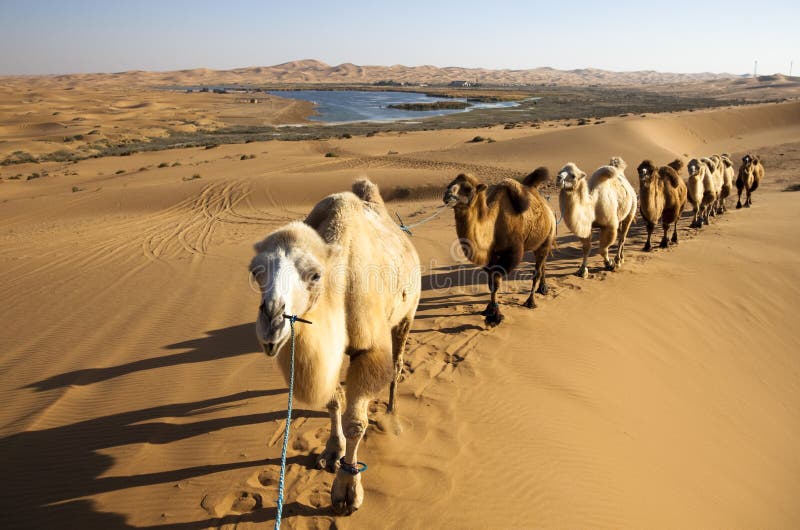 Camel caravan