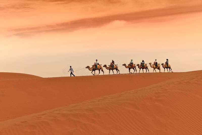 Camel Caravan in Desert