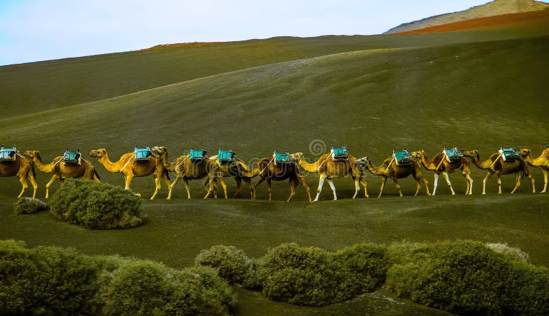 Camel caravan going on a green hill stock image Camel caravan going on a green hill stock image