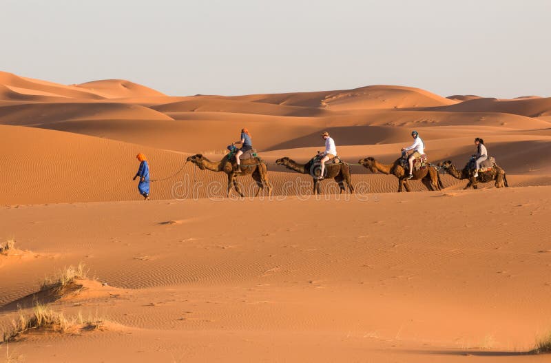 Camel caravan going through the sand dunes in the Sahara Desert. Morocco Africa. Beautiful sand dunes in the Sahara