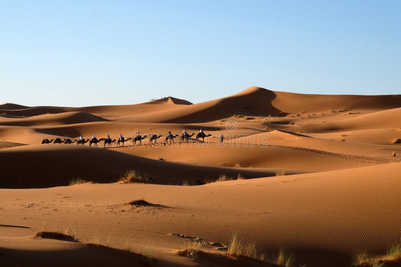Camel caravan in Sahara desert.