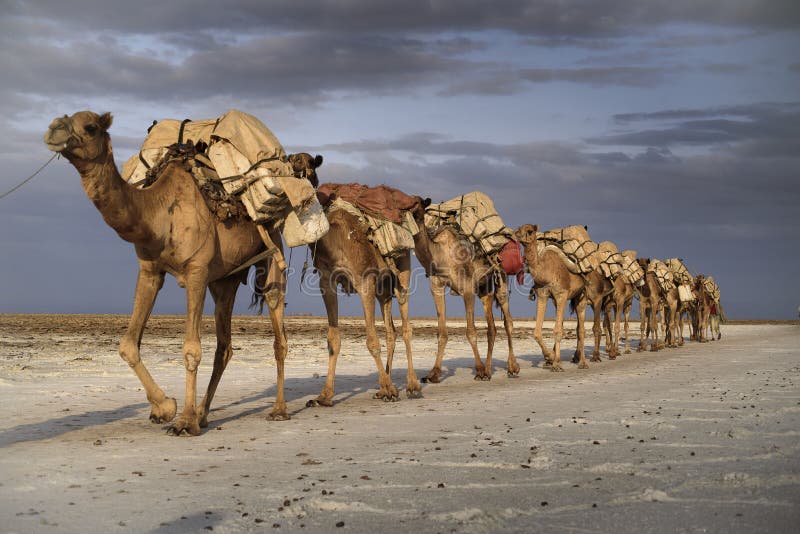 Carovane di cammelli tornando da sfruttamento del sale in mezzo al lago Karoum in Etiopia.