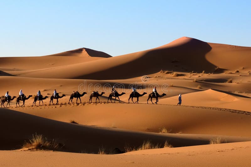 Camel caravan in Sahara desert.