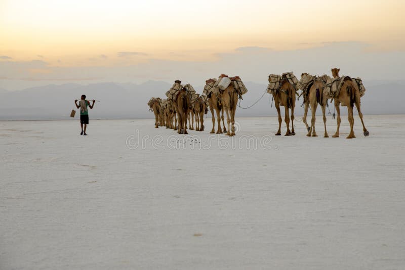 Camel caravans transporting salt blocks from Lake Assale.