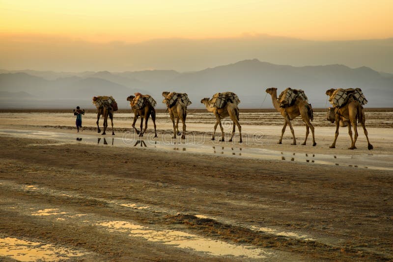 Camel caravans transporting salt blocks from Lake Assale.