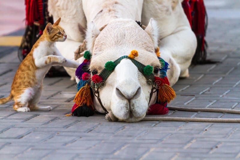 Camel and Cat stock photo. Image of blanket, warm, acquaintance 88995708
