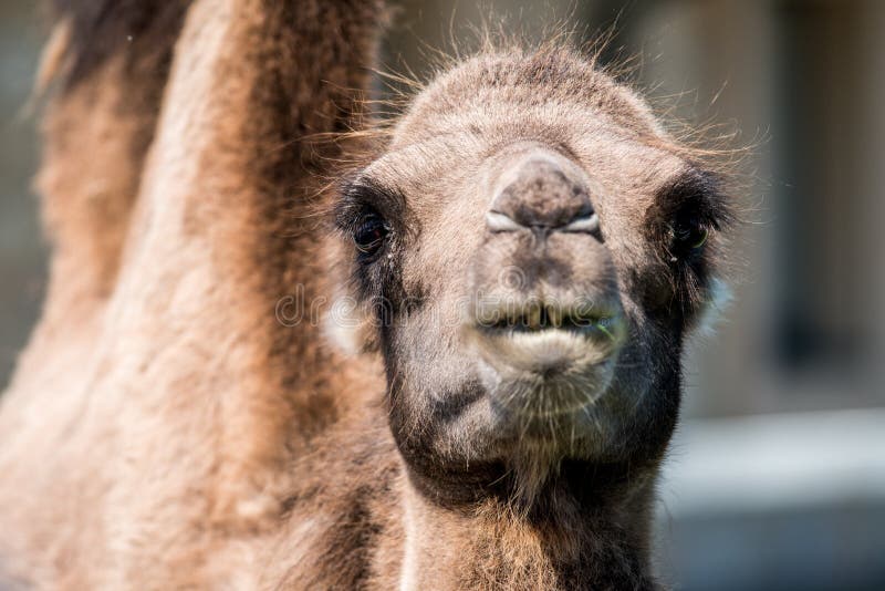 Camel close-up stock image. Image of time, mammal, natural - 76892393