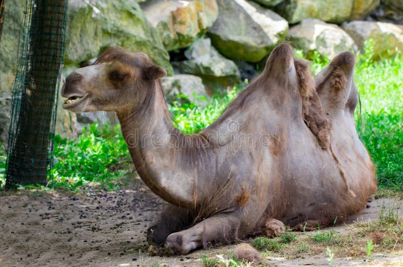 Camel Close Up in Zoo. Sunny Summer Day Stock Image - Image of humorous ...
