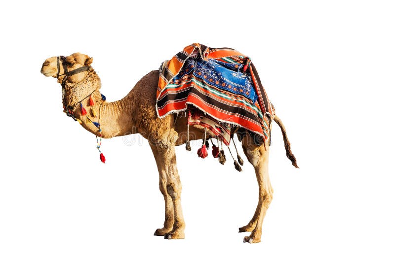 Contest # 5: How the Camel got its hump | Kidsstoppress