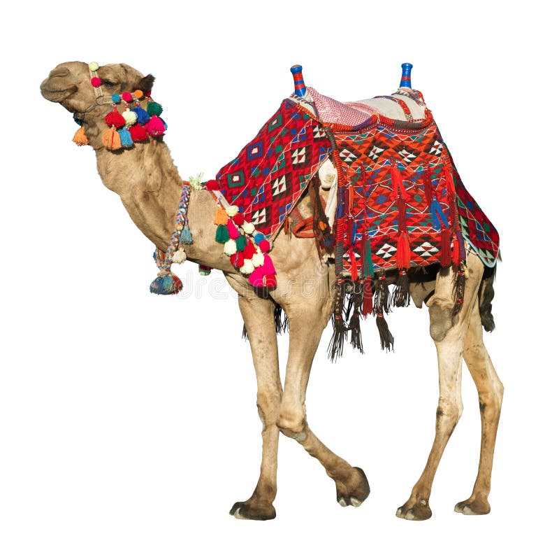 Camel with colorful saddle stock photo. Image of colours - 19042144