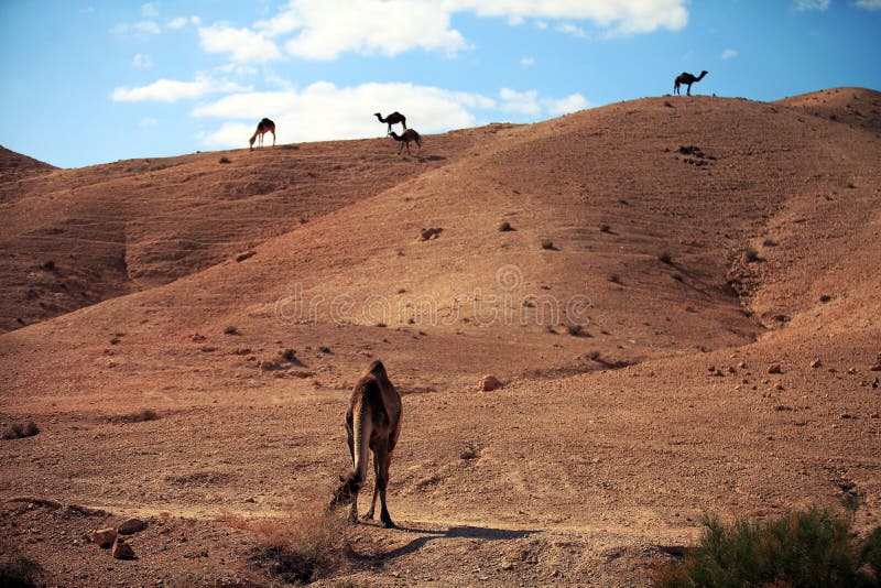 Camel in the desert