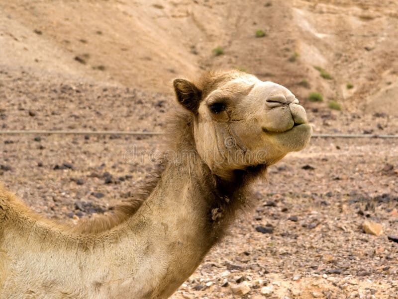 Camel in the desert royalty free stock photos