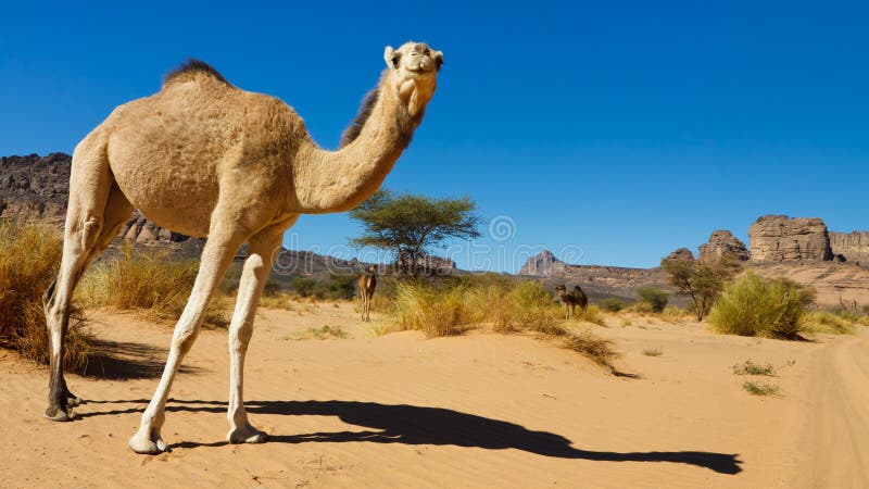 Camel in the Desert - Akakus (Acacus), Libya