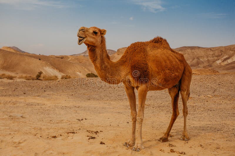 Camel in desert in Israel