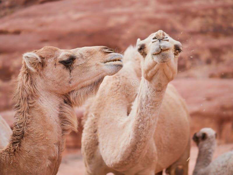 Camel In The Desert Wadi Rum Desert In Jordan, One Hump ...