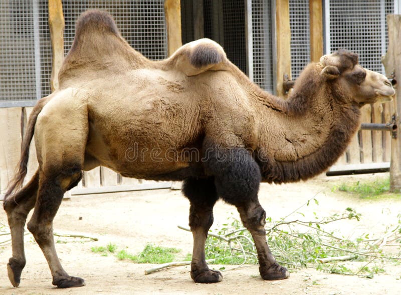 Camel Domestic Bactrian Camelus Bactrianus Stock Photo - Image of animal,  nature: 103216072