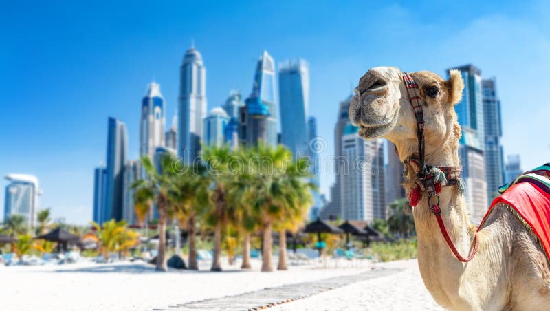 Camel On Dubai Jumeirah Beach With Marina Skyscrapers In Uae Stock Camel On Dubai Jumeirah Beach With Marina Skyscrapers In Uae Stock