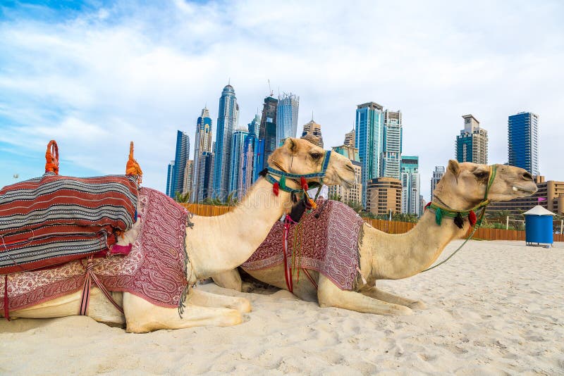 Camel on Dubai Beach stock image. Image of eastern, leisure 26162627