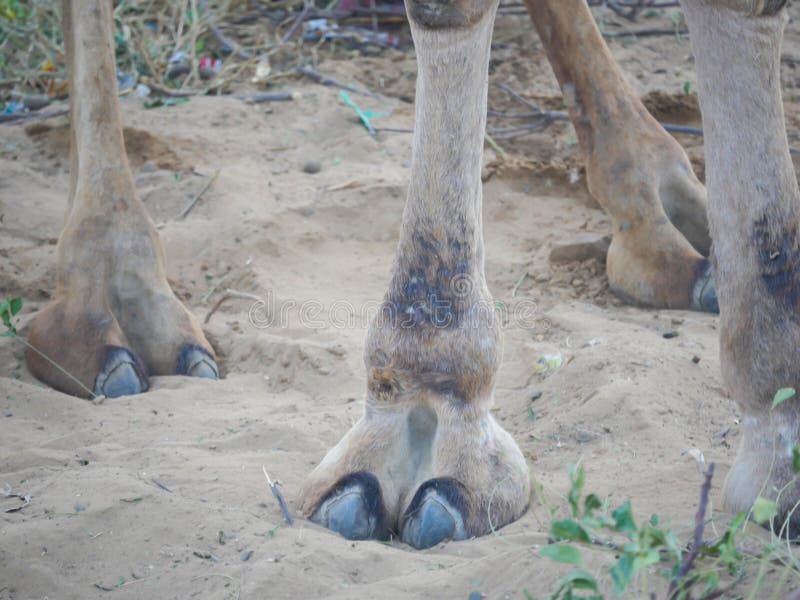 Best Camel Toe Images On Pinterest Camel Camels 2