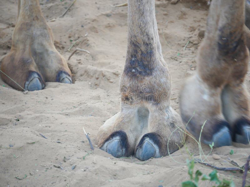 Camels Toe Stock Photos - Free & Royalty-Free Stock Photos from Dreamstime