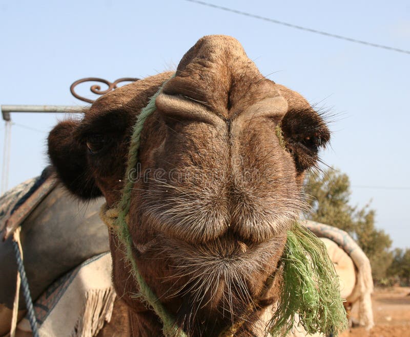 Camel Face Closeup Picture. Image: 6326264