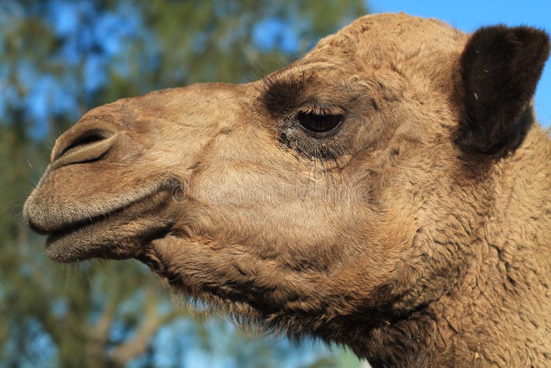Camel royalty free stock photography